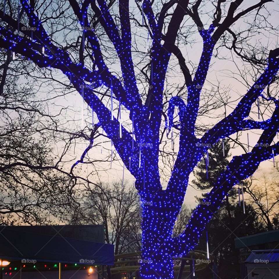 Blue ,magical lights tree at Dutch Wonderland,Pa