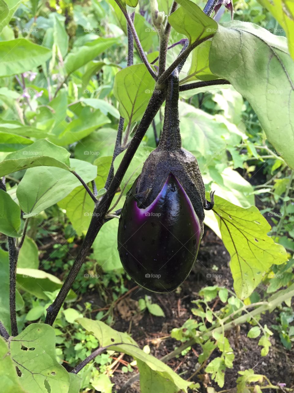 Eggplant vegetable 