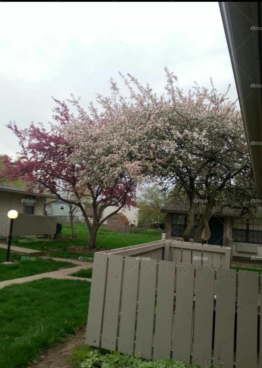 These were the trees outside our apartment that bloomed every spring.