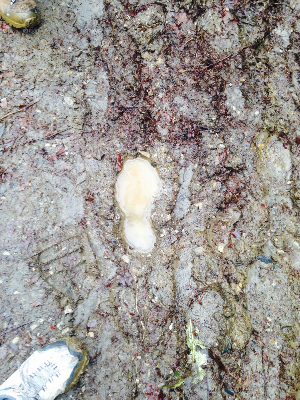 Muddy Footprint