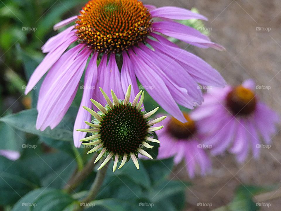 Purple Daisy with company