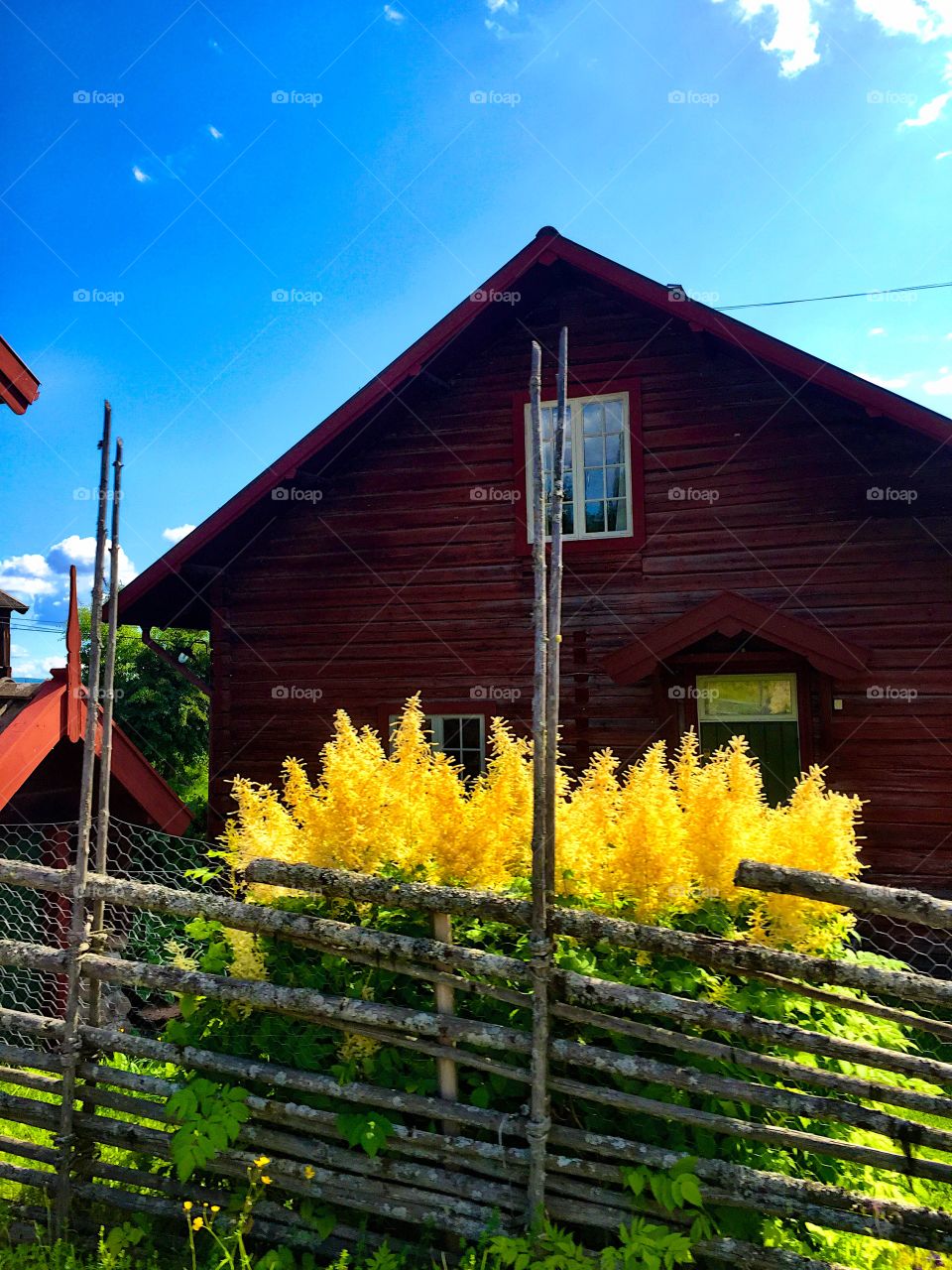 Flowers in Dalarna