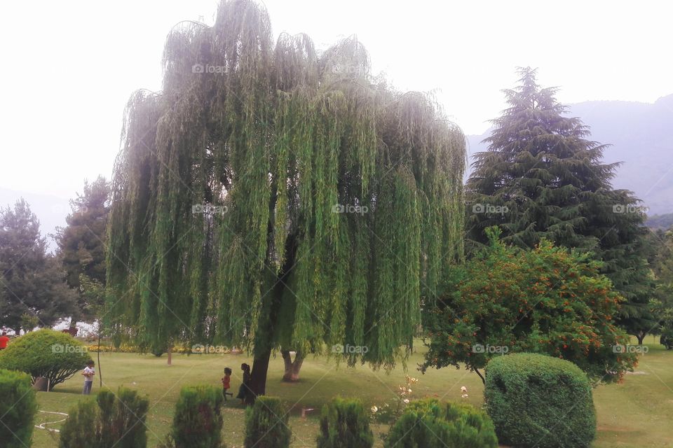GSnap of  beautiful lush green Spot at Banks of Dal lake Srinagar called Tulip Garden In Kashmir Valley Jammu n Kashmir.. 
Awesome weather amid loving temperatures at spot in Spring as well as Summer season...