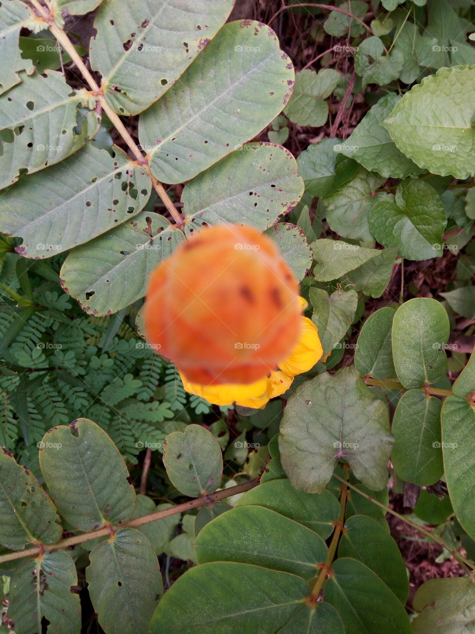 King of the forest bloom