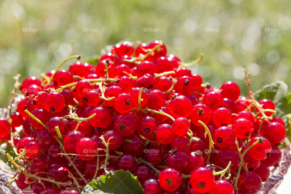 Ripe red currants 
