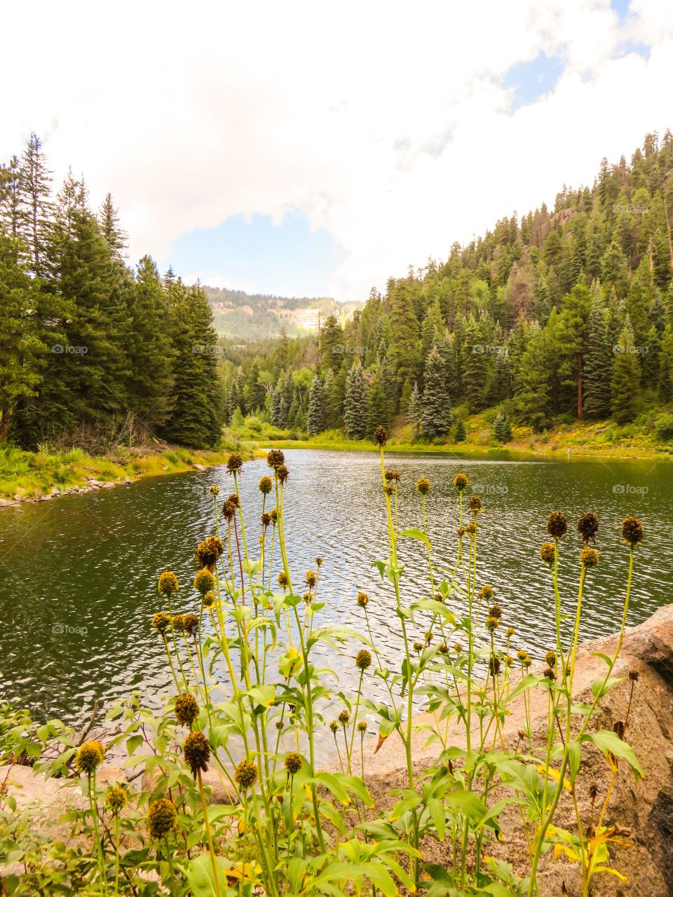 Scenic view of lake in forest