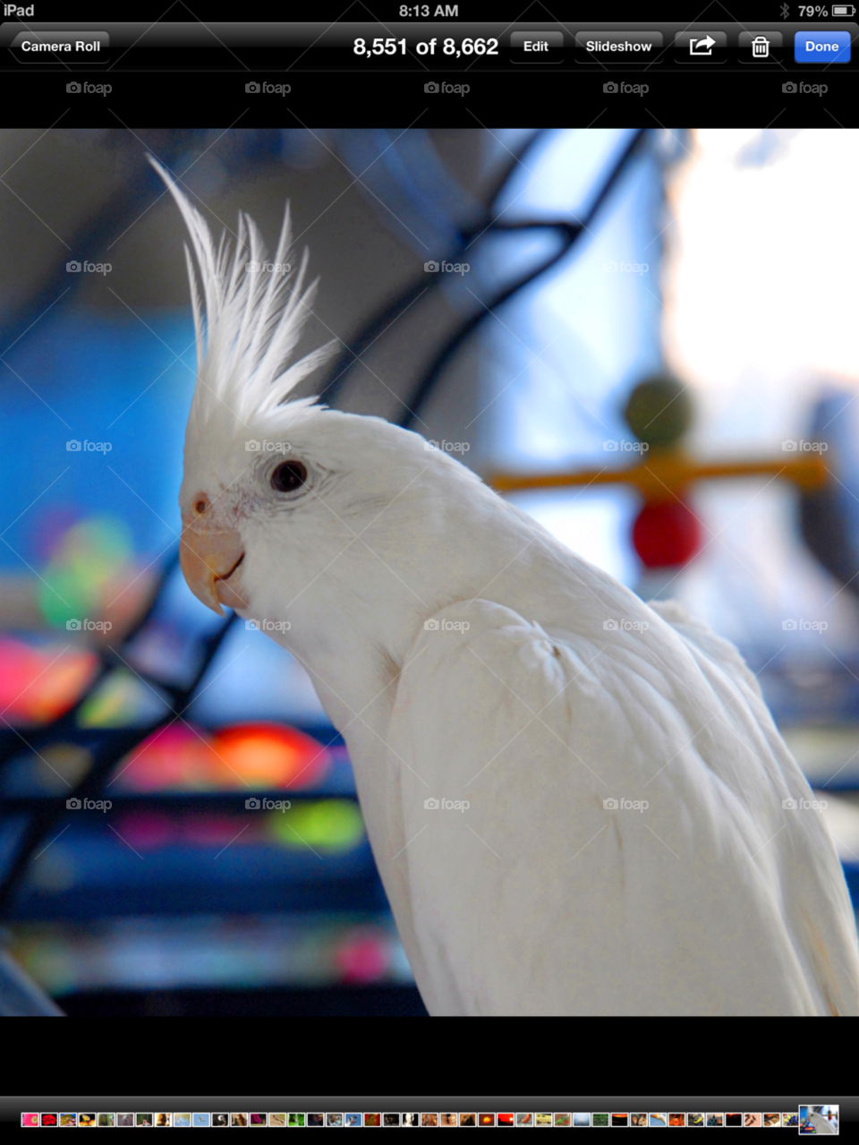 white bird pet parrot by lightanddrawing