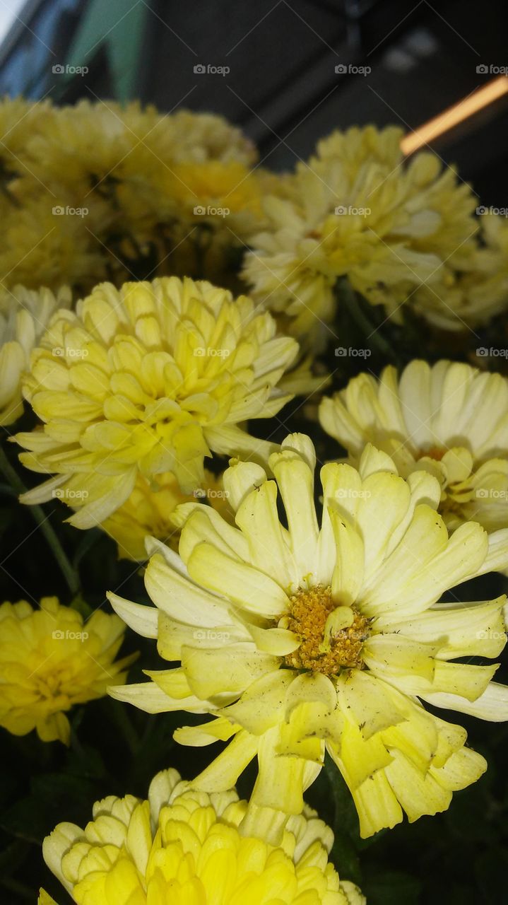 Flower, Nature, Flora, Floral, Blooming