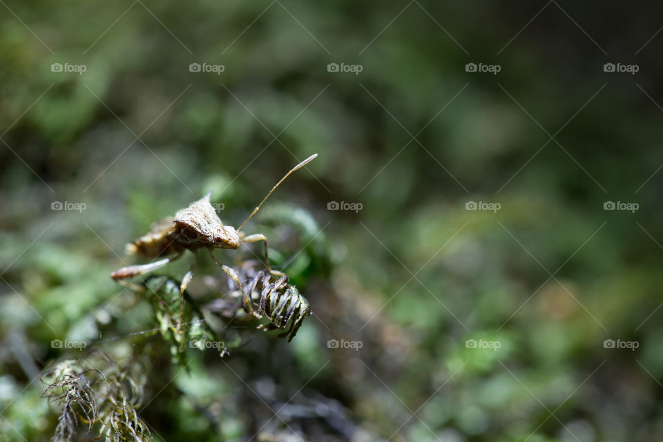 Bug in the forest 