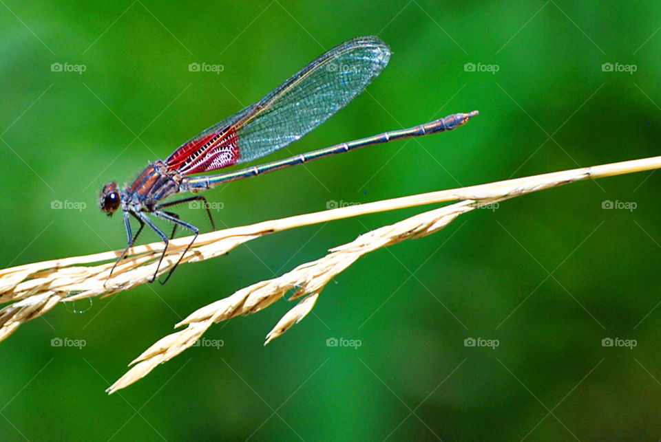 Dragon Fly