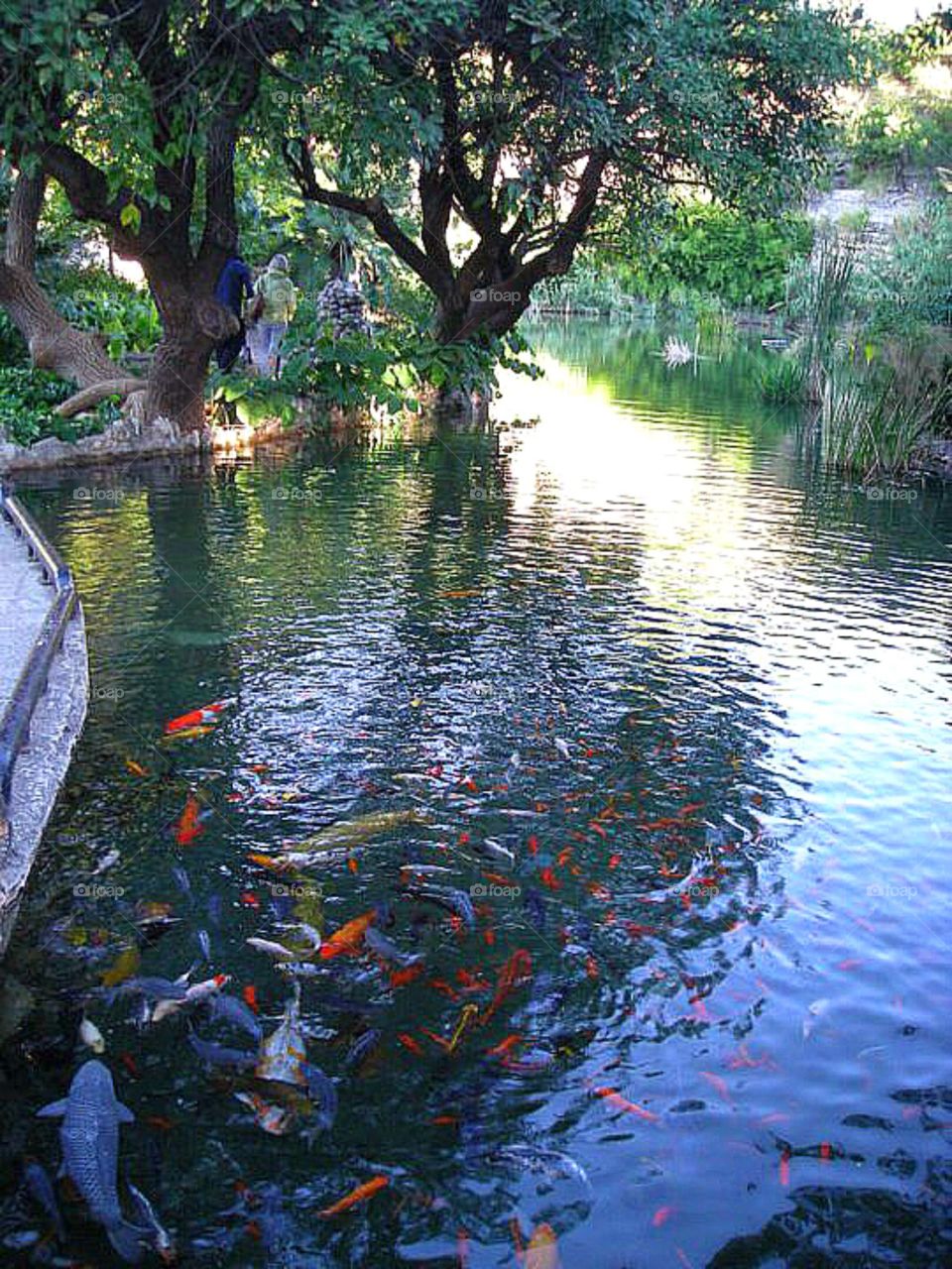 Fish Pond
