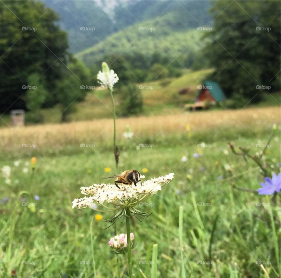 A village in the slopes of Mt kenya