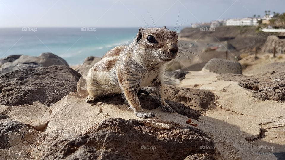 Cute curious chipmunk squirrel on a stone wall by the beautiful sea - söt nyfiken gullig jordekorre på stenmur vid havet 