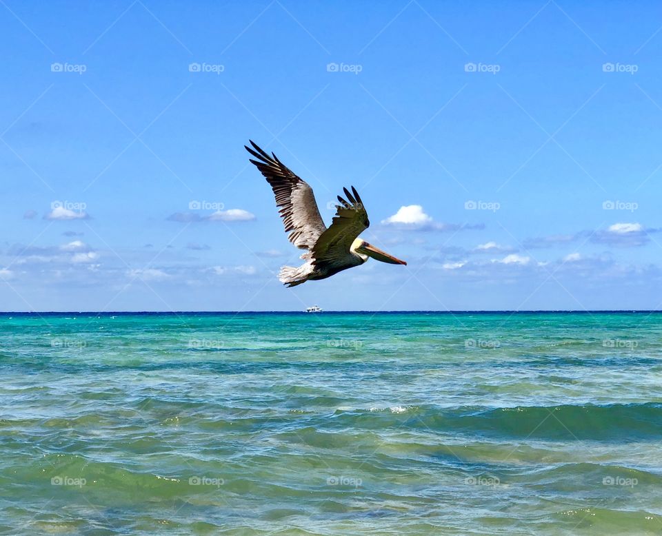 Pelican Freedom