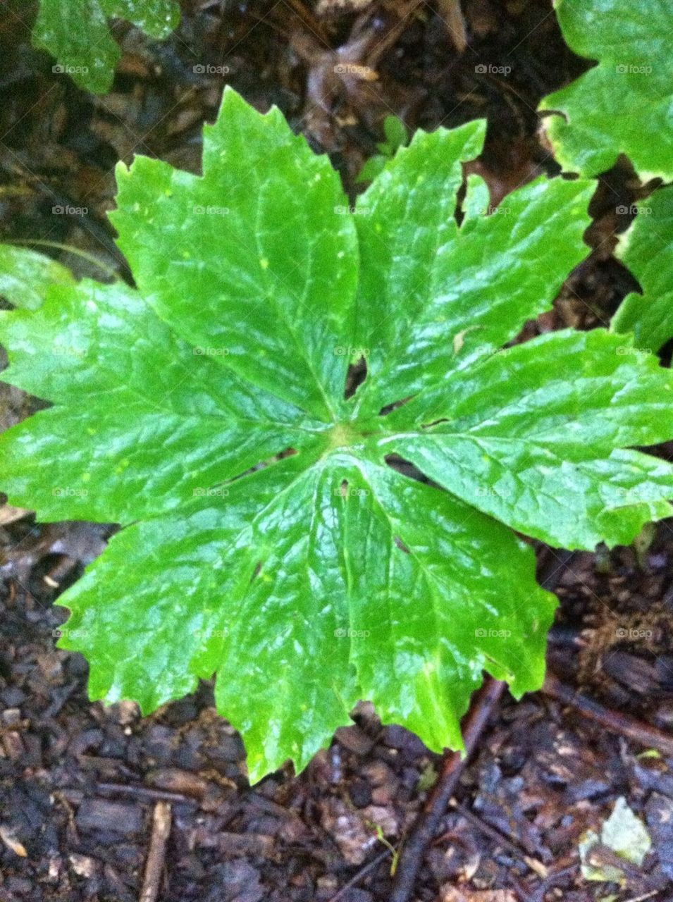 Leaf