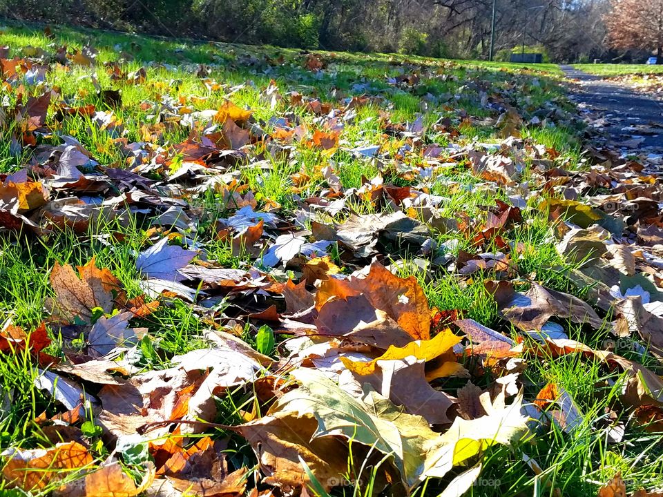 Fall leaves in the park