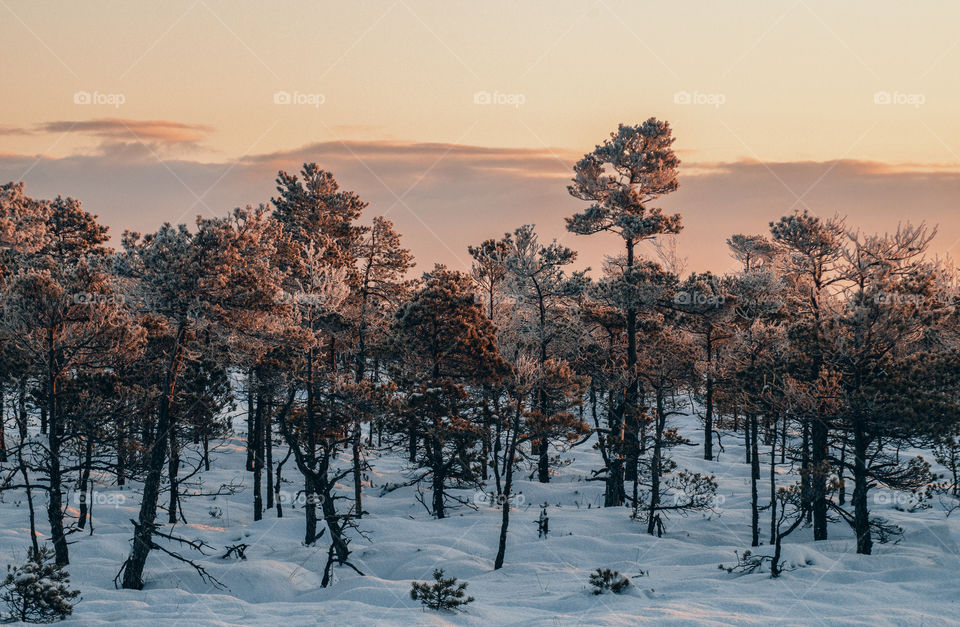 Snow. Winter. Forest. Frozen.