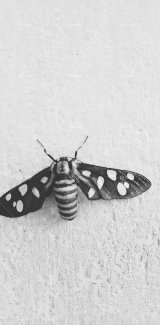 Colour vs Black and White