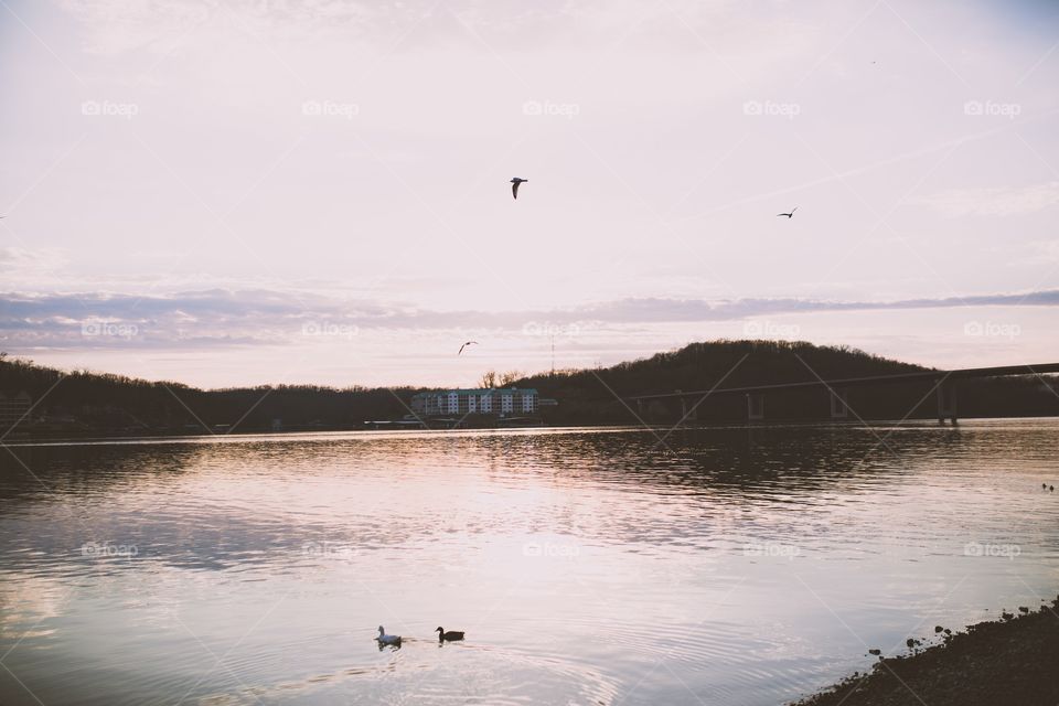 Ducks and gulls at sunset