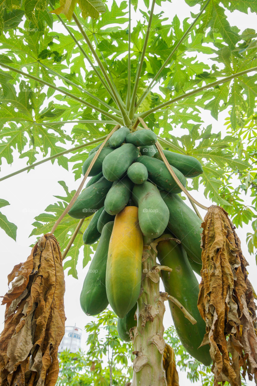 papaya carica papaya on tree , bunch fruits