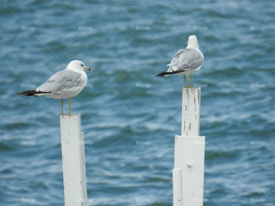 seagulls