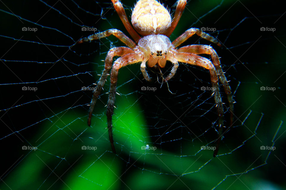 Monster Spider