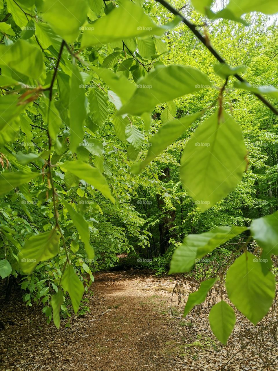 Pathway in the forest with brown leaves on it, a view trough fresh green leaves, around millions of fresh green leaves