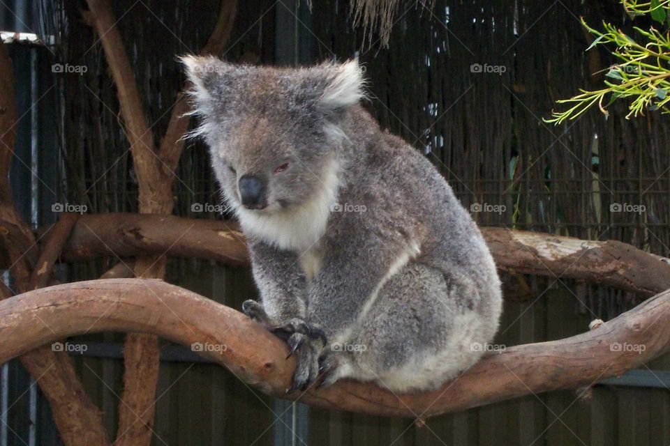 Koala