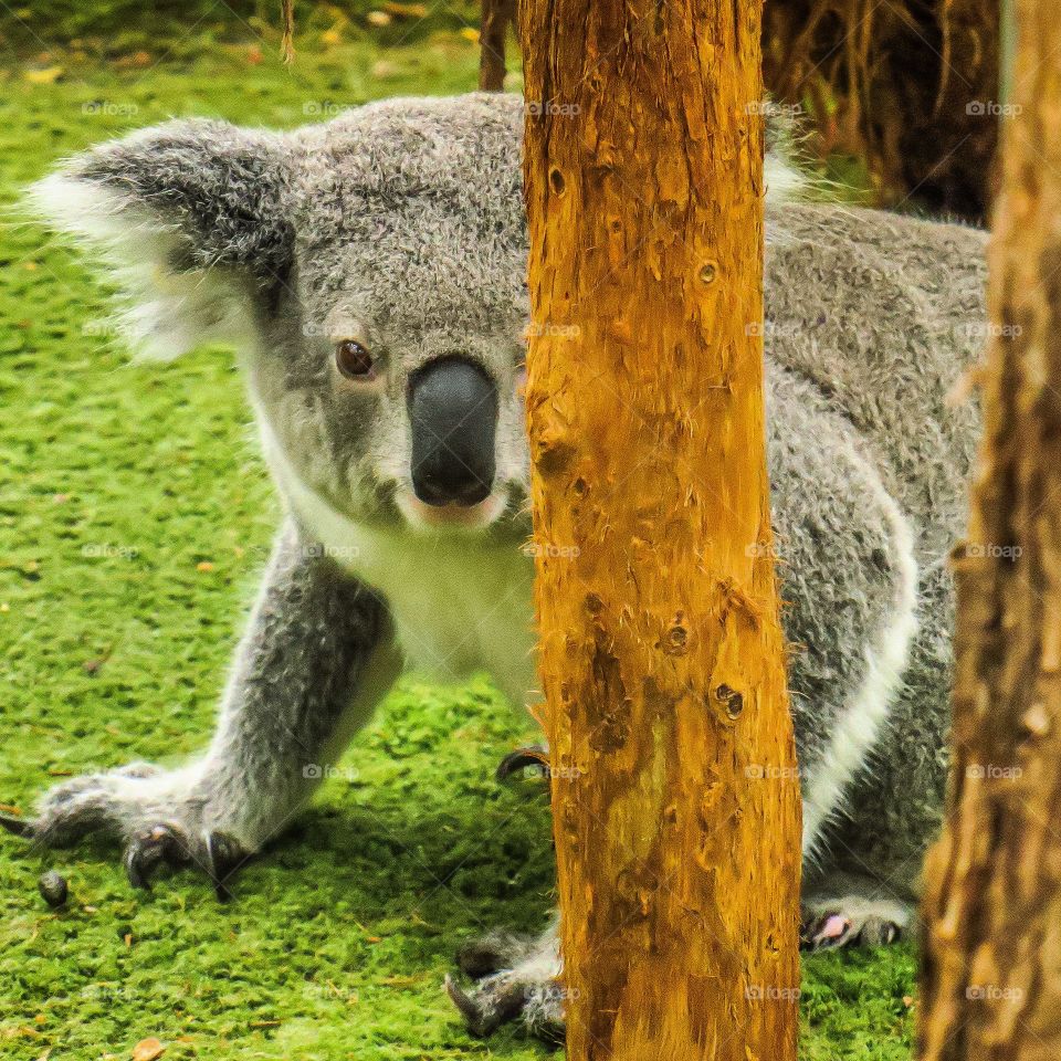 Koala hidding