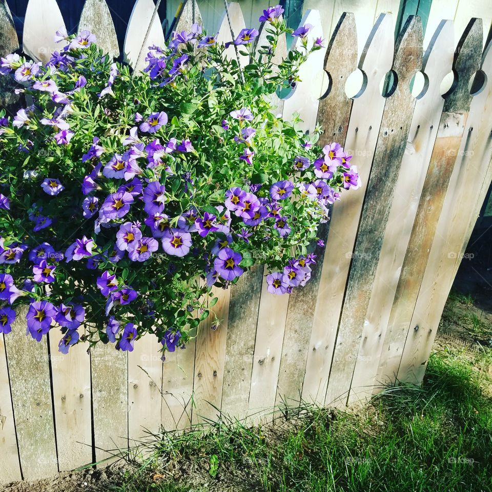 flowered fence