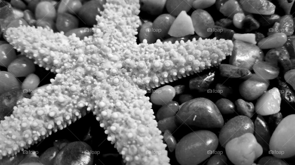 Starfish on pebbles.
