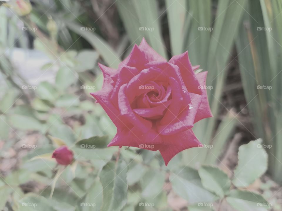 The rose.