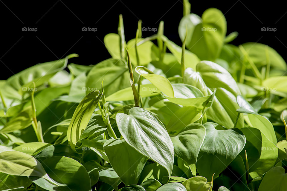 The beauty of green leaves or Aglaonema cochinchinense exposed to light on a black background.