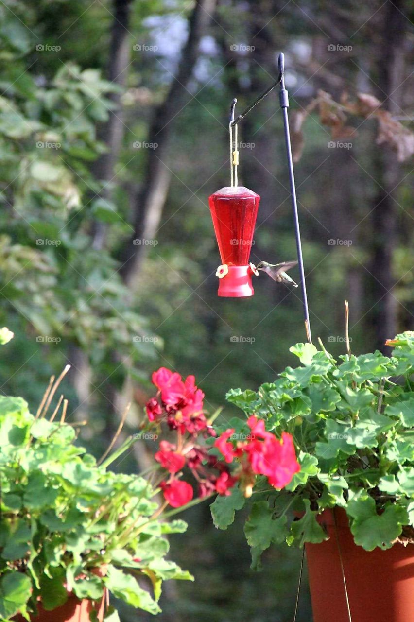 humming bird