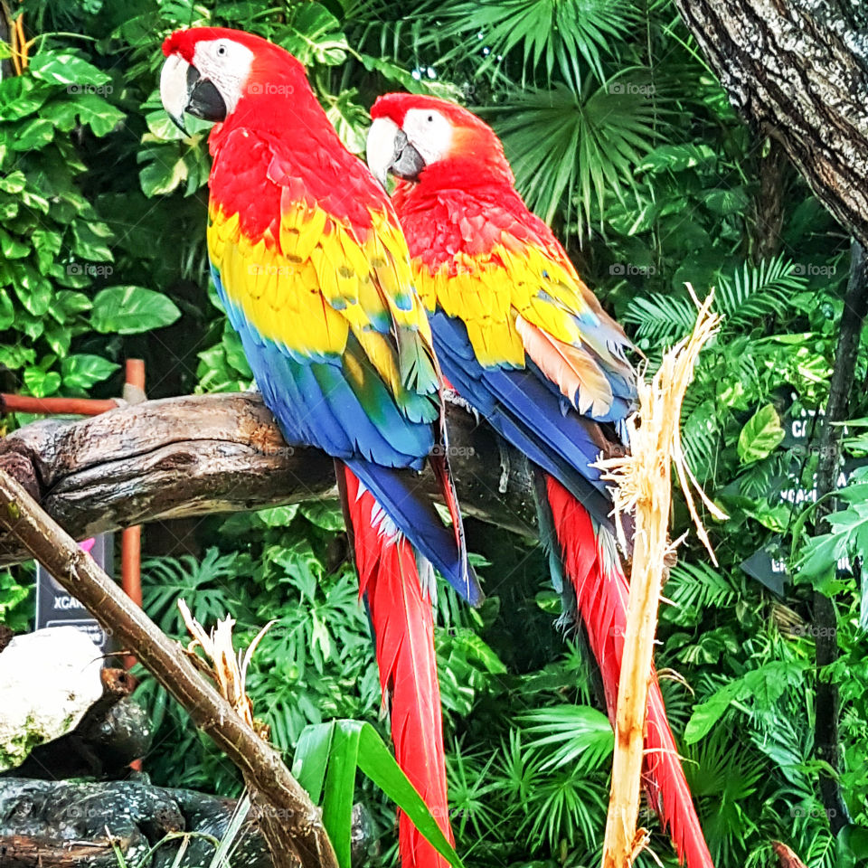 Pareja de loros envueltos en una vegetación impresionante