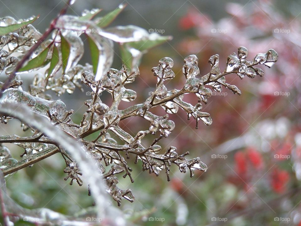 Ice stem