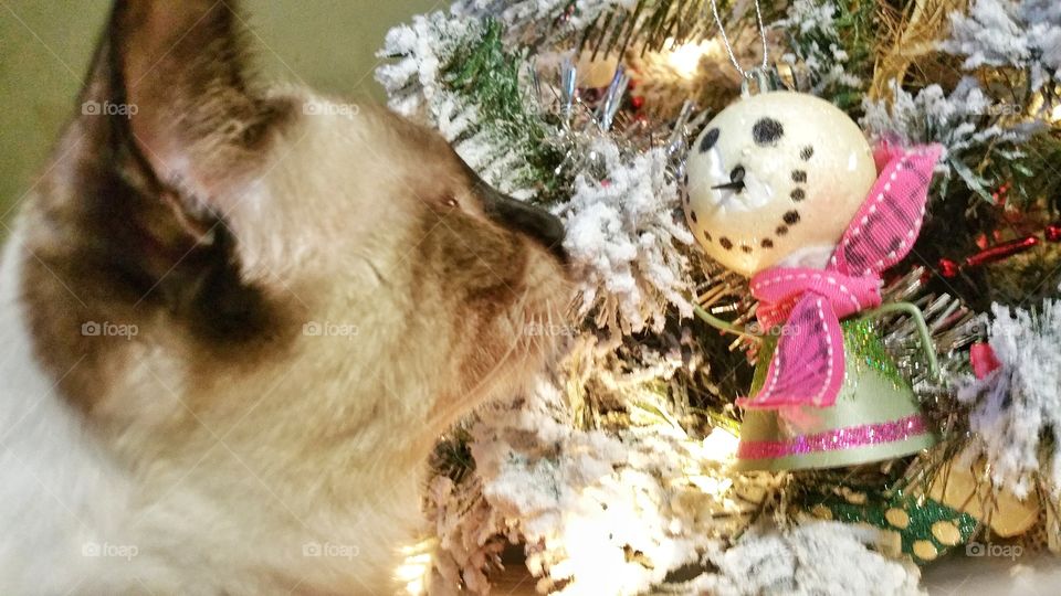 siamese kitten looking at Christmas tree decoration on tree