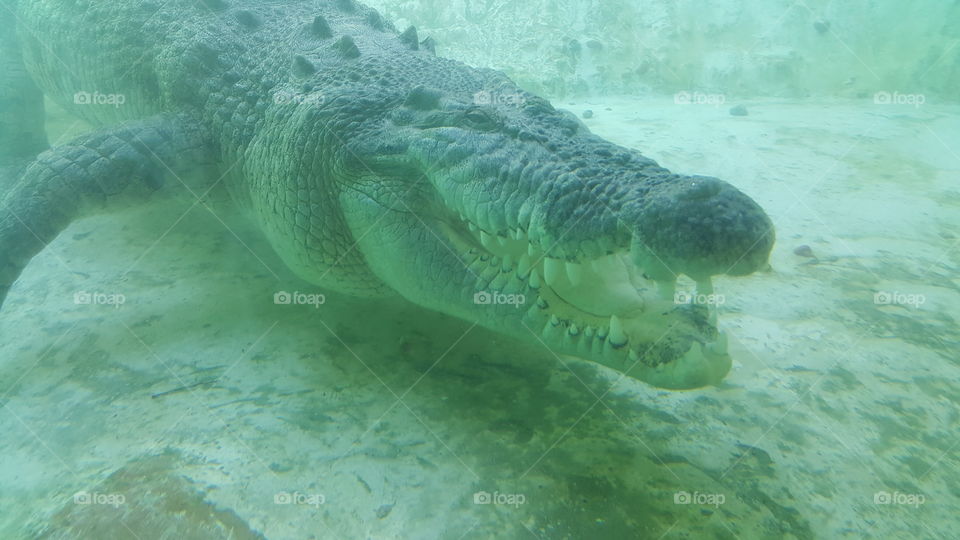 crocodile underwater