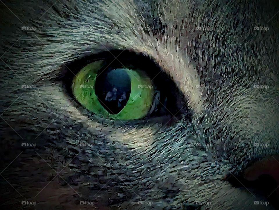 Up close and personal gcat eye with reflection of what/who they are looking at taking their picture. Me.. it's me 🤗reen