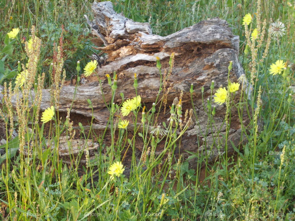 Log with yellow flowers