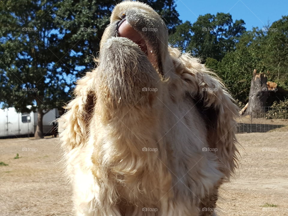Close-up of alpaca with mouth open