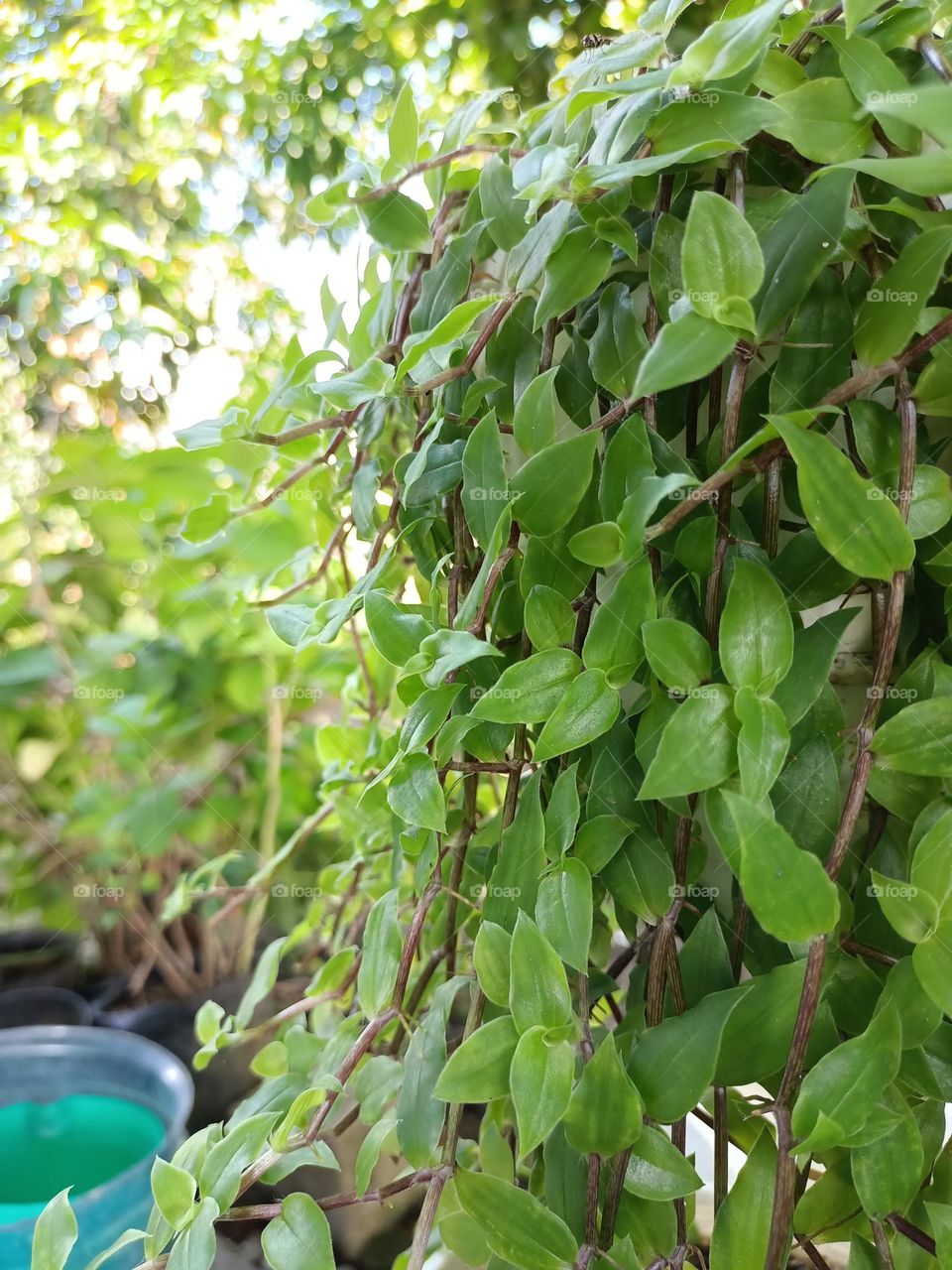The green plants vine in the garden