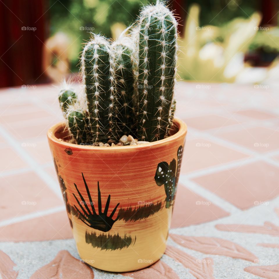 Cactus. House plant