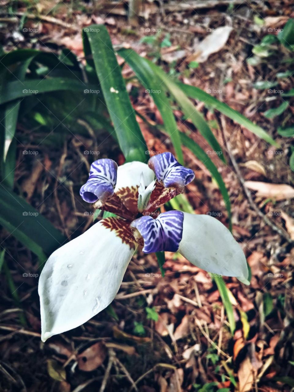 Orquídea com sua cor roxa intensa reluzindo ao branco puro de suas longas petalas.