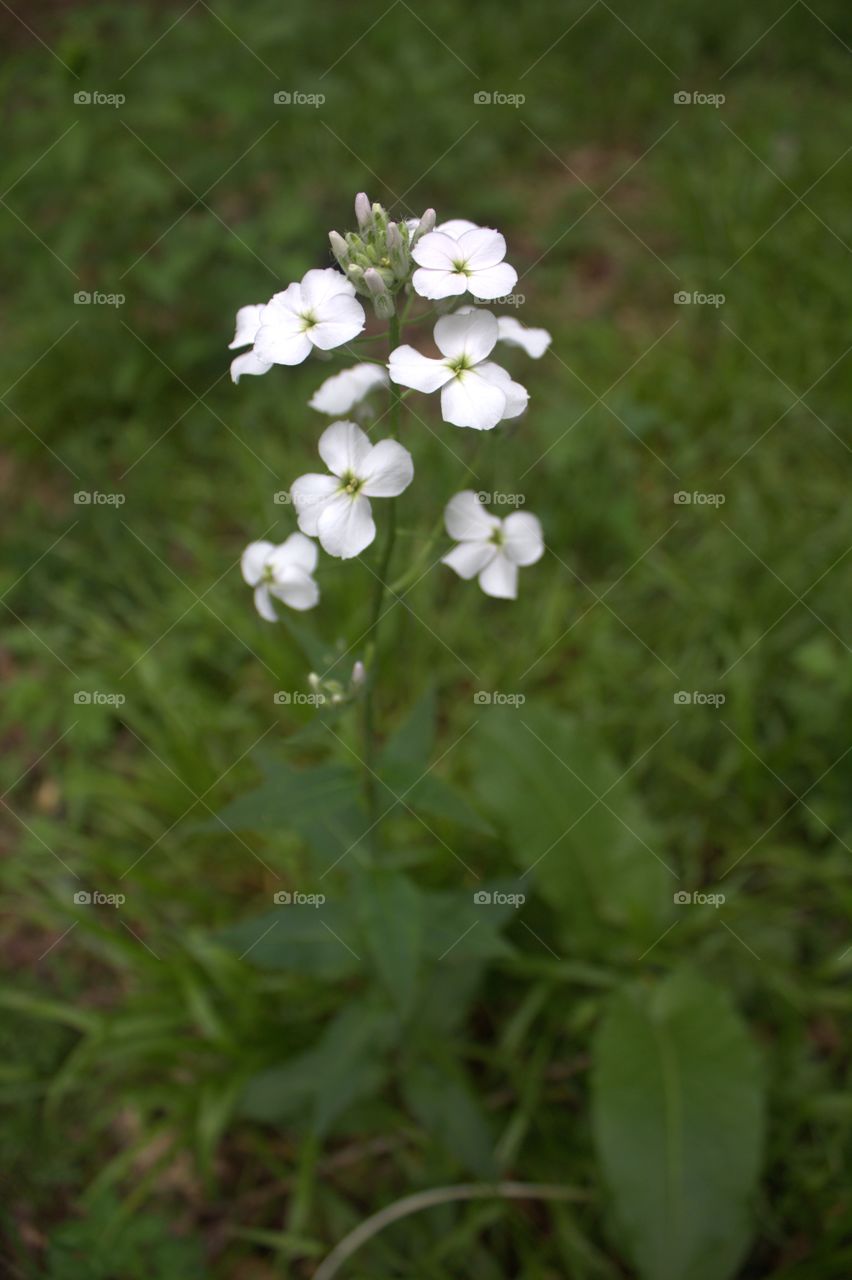 Single white flower found in NJ park