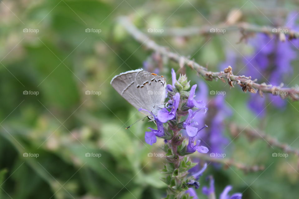 Butterfly fly away. Butterfly on purple flower