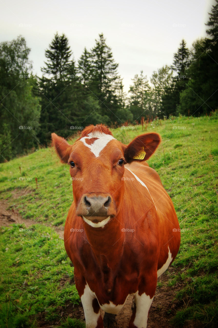 green grass summer tree by peder66