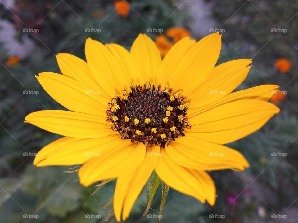 Sunflower shot.
