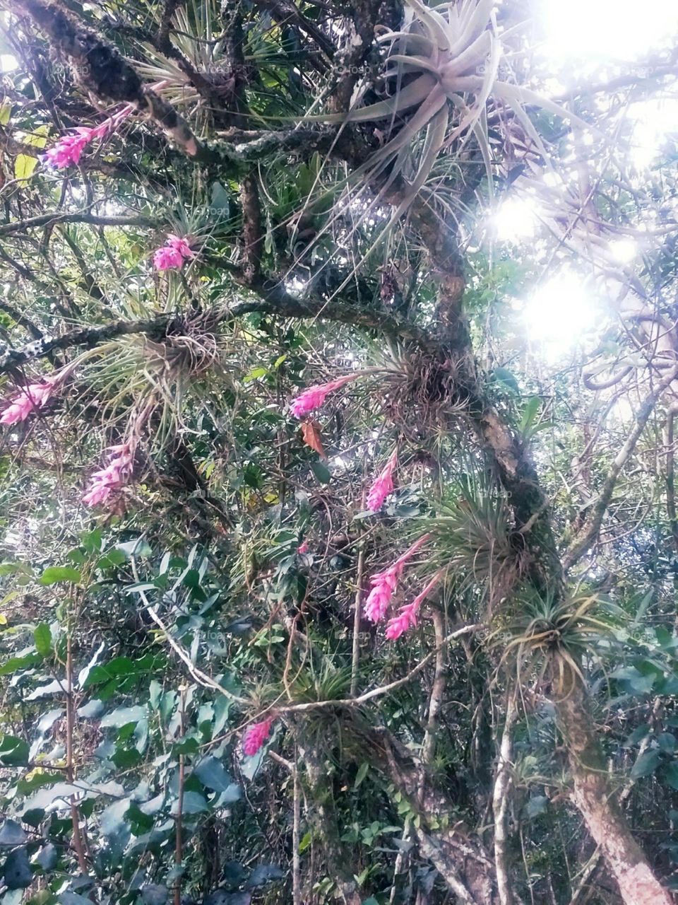 Várias mini bromelias revivendo na estação delas.