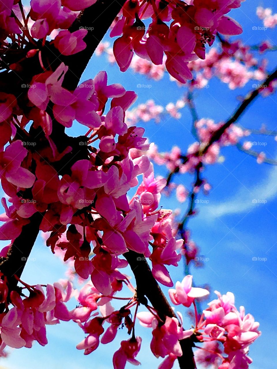 Blue skies and pink flowers of spring